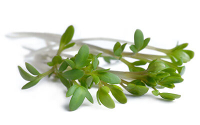 Swiss Cress Sprout Extract, Lepidium Sativum, Ingredient